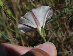Calystegia macrostegia arida