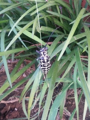 Plectrodera scalator