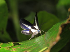 Crocomela albolineata