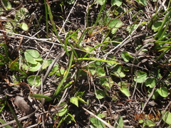 Centella cordifolia