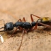 Mandibularis-group Bull Ants - Photo (c) Nigel Main, some rights reserved (CC BY), uploaded by Nigel Main
