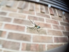 Leucauge