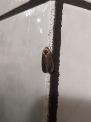 Noctuinae