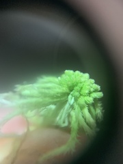 Sphagnum mendocinum