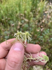 Sphagnum mendocinum