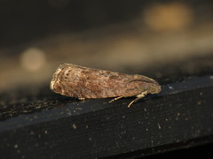 Grapholita funebrana