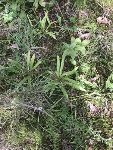 White colicroot (Aletris farinosa)
