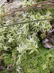Sphagnum mendocinum