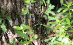 Basiliscus vittatus