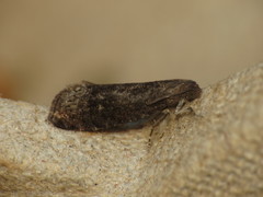 Grapholita funebrana
