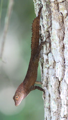 Anolis cristatellus