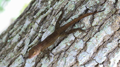 Anolis cristatellus
