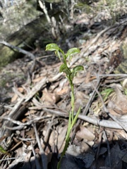 Pterostylis melagramma
