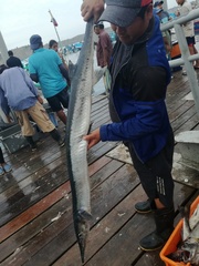 Tylosurus crocodilus fodiator