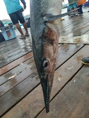 Tylosurus crocodilus fodiator