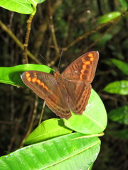 Adelpha levona