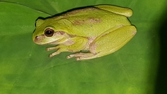 Dendropsophus luddeckei