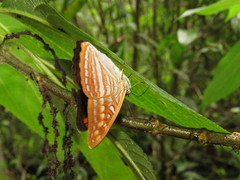 Adelpha levona