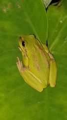 Dendropsophus luddeckei