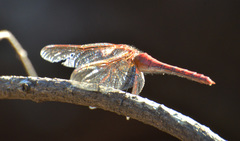 Sympetrum madidum