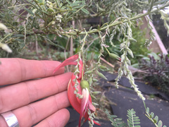 Clianthus puniceus