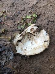 Ellipsaria lineolata