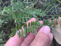 Liriomyza clianthi