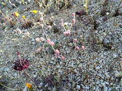 Eriogonum angulosum