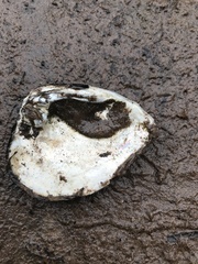 Ellipsaria lineolata