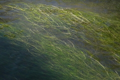 Zannichellia palustris