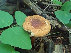 Lepiota castanea