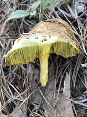 Xerocomus tenax