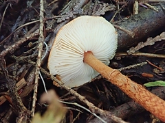 Lepiota castanea