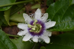Passiflora edulis flavicarpa