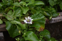 Passiflora edulis flavicarpa