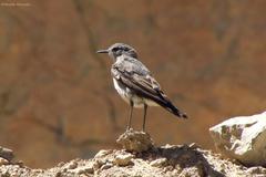 Muscisaxicola cinereus