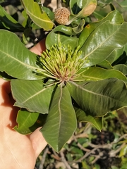 Banksia ilicifolia