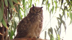 Bubo virginianus magellanicus