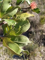 Banksia ilicifolia