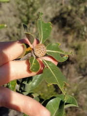 Banksia ilicifolia
