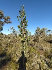 Banksia ilicifolia