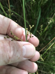 Juncus gymnocarpus