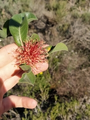 Banksia ilicifolia