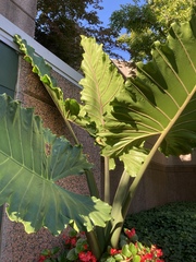 Alocasia macrorrhizos