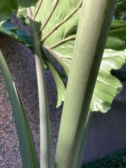 Alocasia macrorrhizos