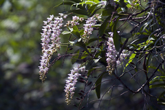 Aerides odorata