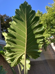 Alocasia macrorrhizos