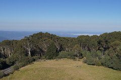 Eucalyptus pauciflora