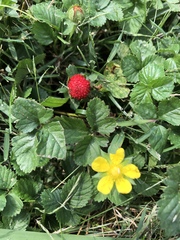 Potentilla indica
