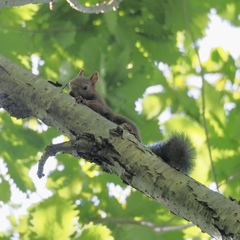 Sciurus vulgaris orientis